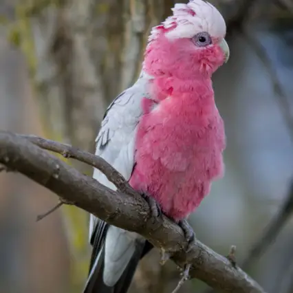 Bird for sale