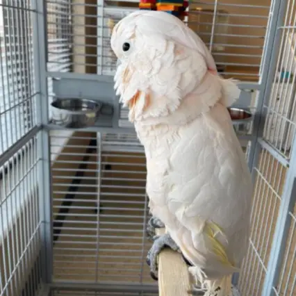 Moluccan Cockatoo for Sale - Parrot Palace