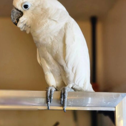 umbrella cockatoo umbrella cockatoo