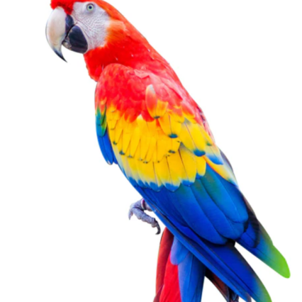 Scarlet Macaw Birds for Sale