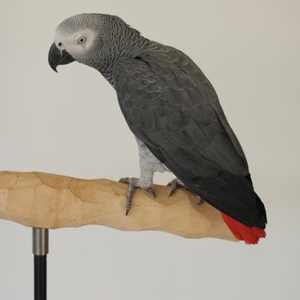 African Grey Congo Parrot #222420 for sale in West Saint Paul, MN
