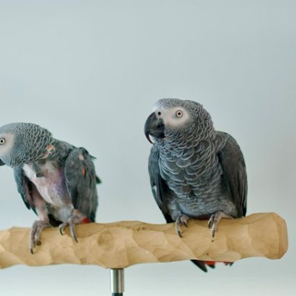 African Grey Congo Parrot #224919 for sale in West Saint Paul, MN