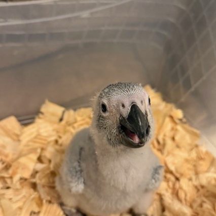 African Grey Congo Parrot #224942 for sale in Des Plaines, IL