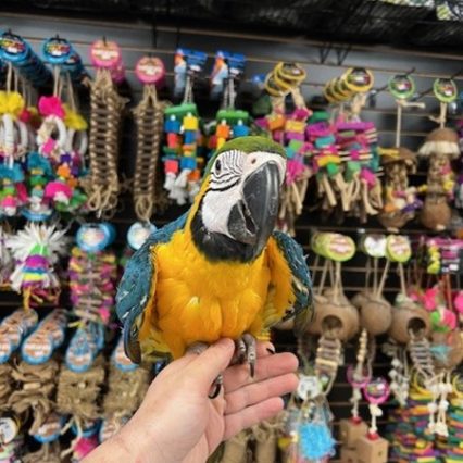 Blue and Gold Macaw #224939 for sale in Des Plaines, IL