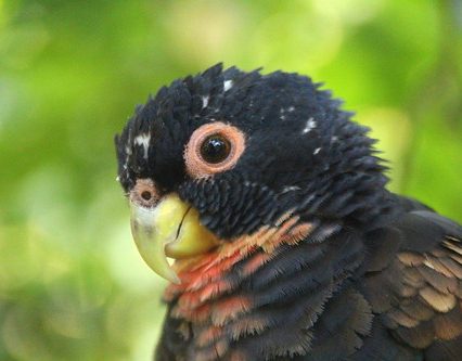 Bronze Winged Pionus