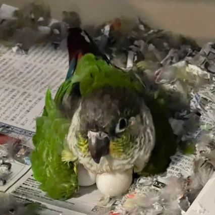 Buy Conure Eggs (Fertile) - Shipped to USA, UK & Canada