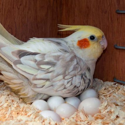 Buy Fertile Cockatoo Eggs