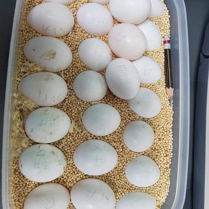 Buy Fertile Macaw Parrot Eggs – USA, Canada & UK Delivery