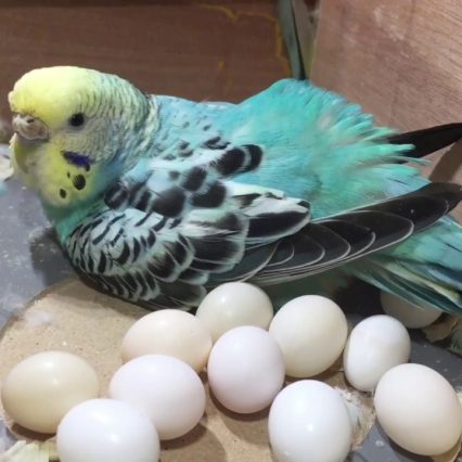 Buy Fertile Parakeet Eggs Online