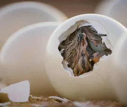 Buy Ostrich Eggs (Fertile) Shipped to USA, UK & Canada