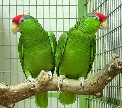 Cherry Headed Conure