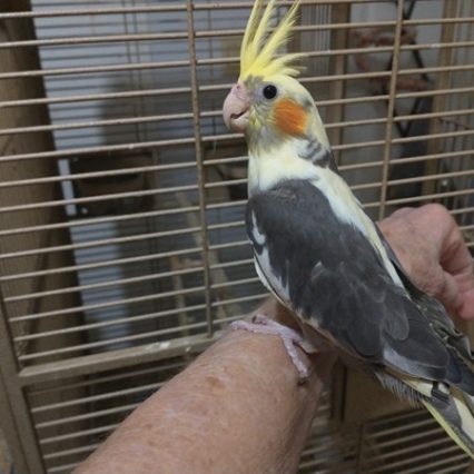 Cockatiel #218017 for sale in Willow Spring, NC