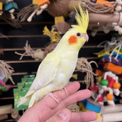 Cockatiel #224932 for sale in Des Plaines, IL