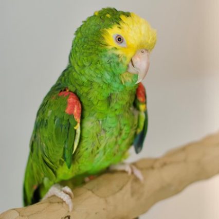 Double Yellow Head Amazon #224917 for sale in West Saint Paul, MN