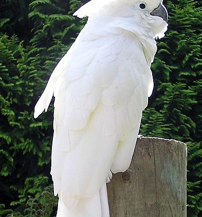 Ducorps Cockatoo