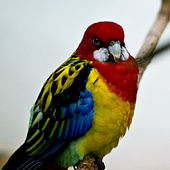 Eastern Rosella