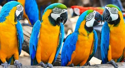 Grande Parrot Cage Triple