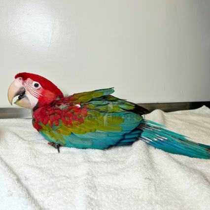 Green Wing Macaw #224879 for sale in Miami, FL