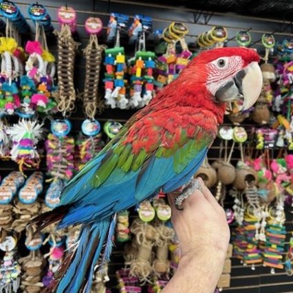 Green Wing Macaw #224938 for sale in Des Plaines, IL