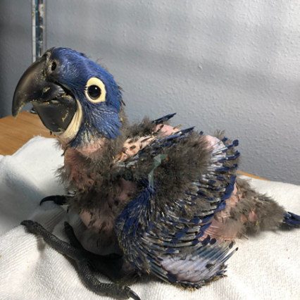 Hyacinth Macaw #224872 for sale in Miami, FL