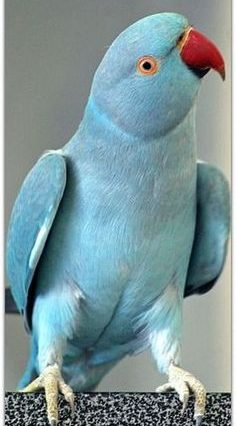 Indian Ringnecks parakeet