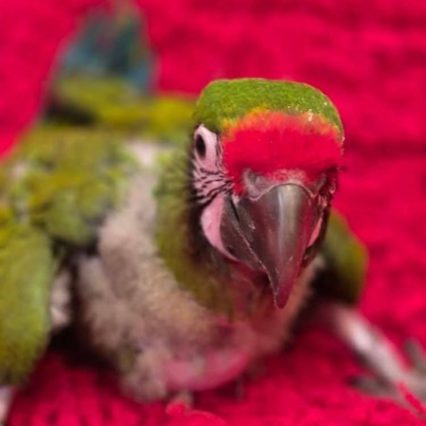 Military Macaw #223525 for sale in Lemon Grove , CA