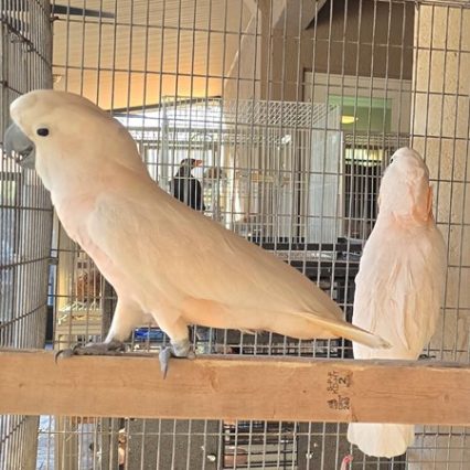 Moluccan Cockatoo #222738 for sale in Miami, FL