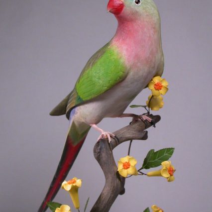 Princess Parrot
