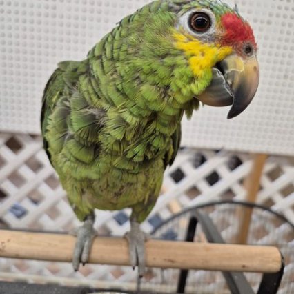Red Lored Amazon #222940 for sale in Lemon Grove , CA