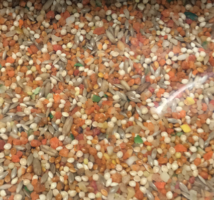 Small Parrot Blend