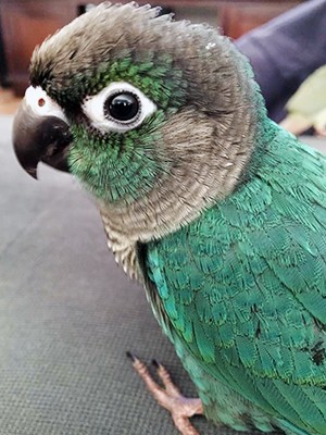 Turquoise Green Cheek Conure