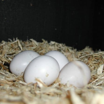 amazon parrot eggs for sale