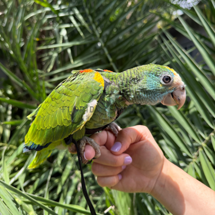Yellow Shouldered Amazon #224842 for sale in Miami, FL